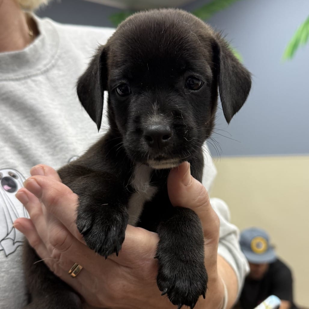 Photo of Sirius, adoptable Retriever, Labrador / Mix in Jefferson, New Jersey