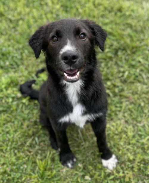 Photo of Maggie, adoptable Border Collie in Columbus, Indiana