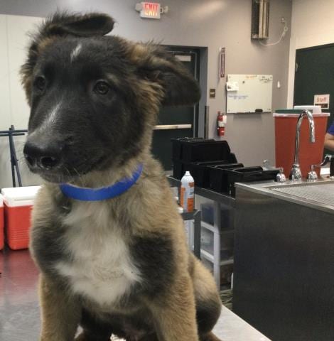 Photo of A1941049, adoptable Belgian Shepherd Malinois in Thousand Palms, California