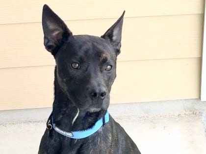 Photo of Corbin, adoptable dog in Georgetown, Texas