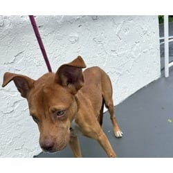 Photo of Spike, adoptable Terrier (Unknown Type, Medium) in Doral, Florida
