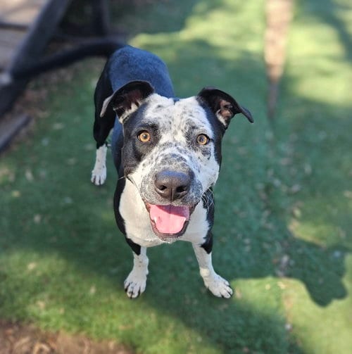 Photo of Coco, adoptable Pit Bull Terrier in Fremont, California