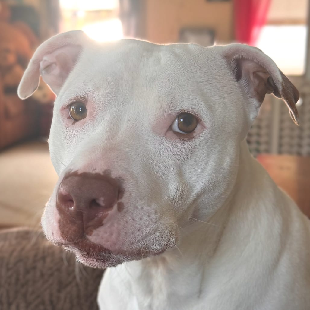 Photo of Rosie, adoptable Terrier, Pit Bull in Pittsford, Vermont