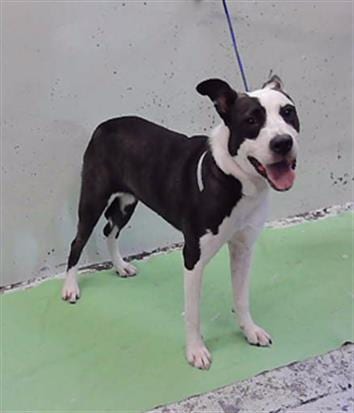 Photo of Senior Staffordshire Bull Terrier mix, adoptable Staffordshire Bull Terrier mix in Houston, Texas