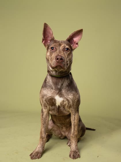 Photo of Pompey, adoptable dog in Atlanta, Georgia