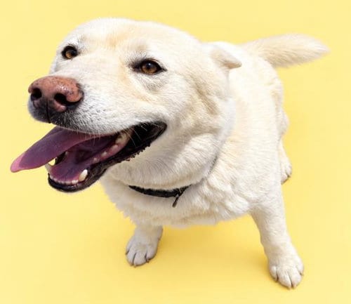 Photo of Cyclone, adoptable Siberian Husky in HESPERIA, California