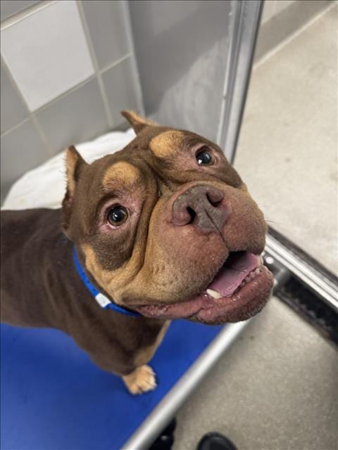 Photo of Hershel, adoptable English Bulldog in Las Vegas, Nevada