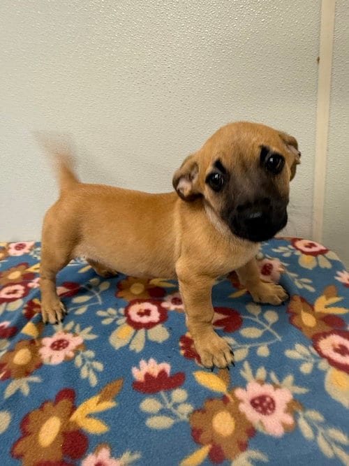 Photo of Bobbie Jo, adoptable Chihuahua in Osgood, Indiana