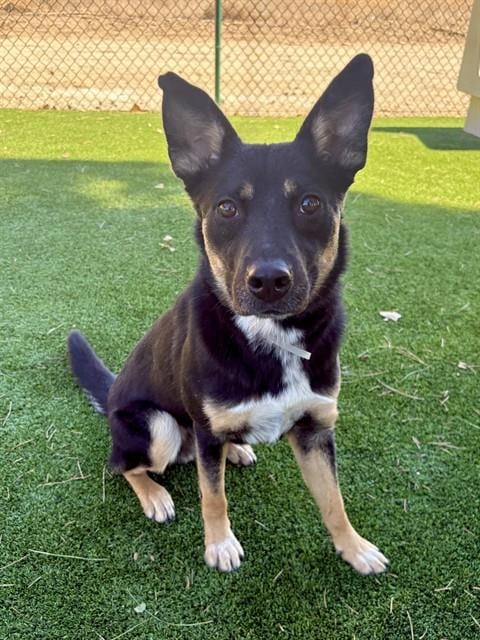 Photo of Cubby, adoptable Australian Cattle Dog/Blue Heeler in Castaic, California