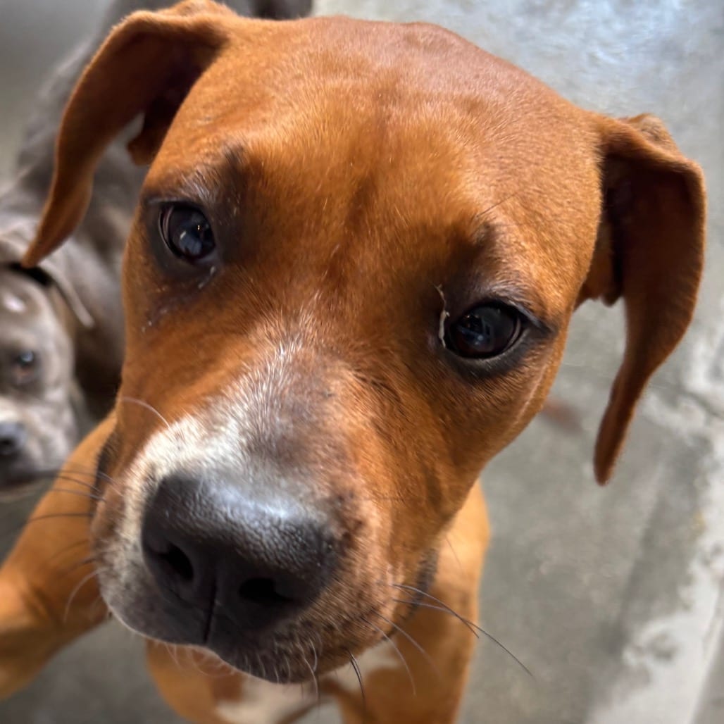 Photo of Rigzie A2278686, adoptable Coonhound, Redbone in Middletown, New York