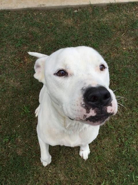 Photo of Blizzard, adoptable Bulldog in Grovetown, Georgia