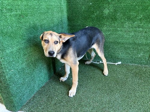 Photo of Athena, adoptable German Shepherd Dog in Lancaster, California