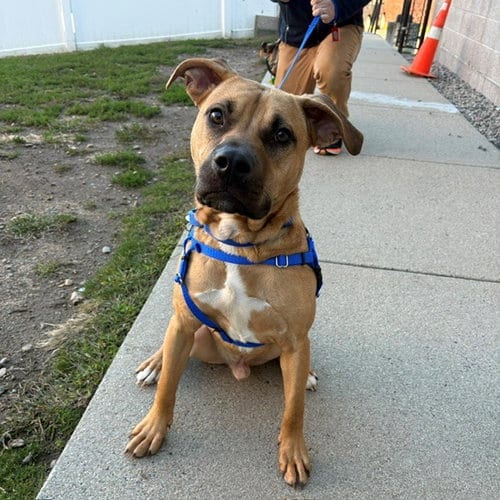 Photo of Jack, adoptable Pit Bull Terrier in Boston, Massachusetts