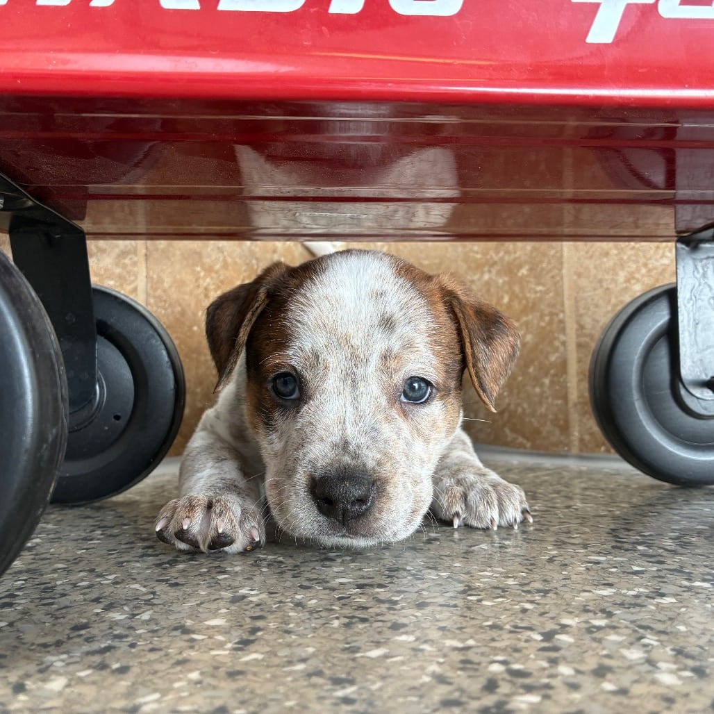 Photo of Tubby, adoptable Terrier, American Pit Bull / Mix in Kanab, Utah
