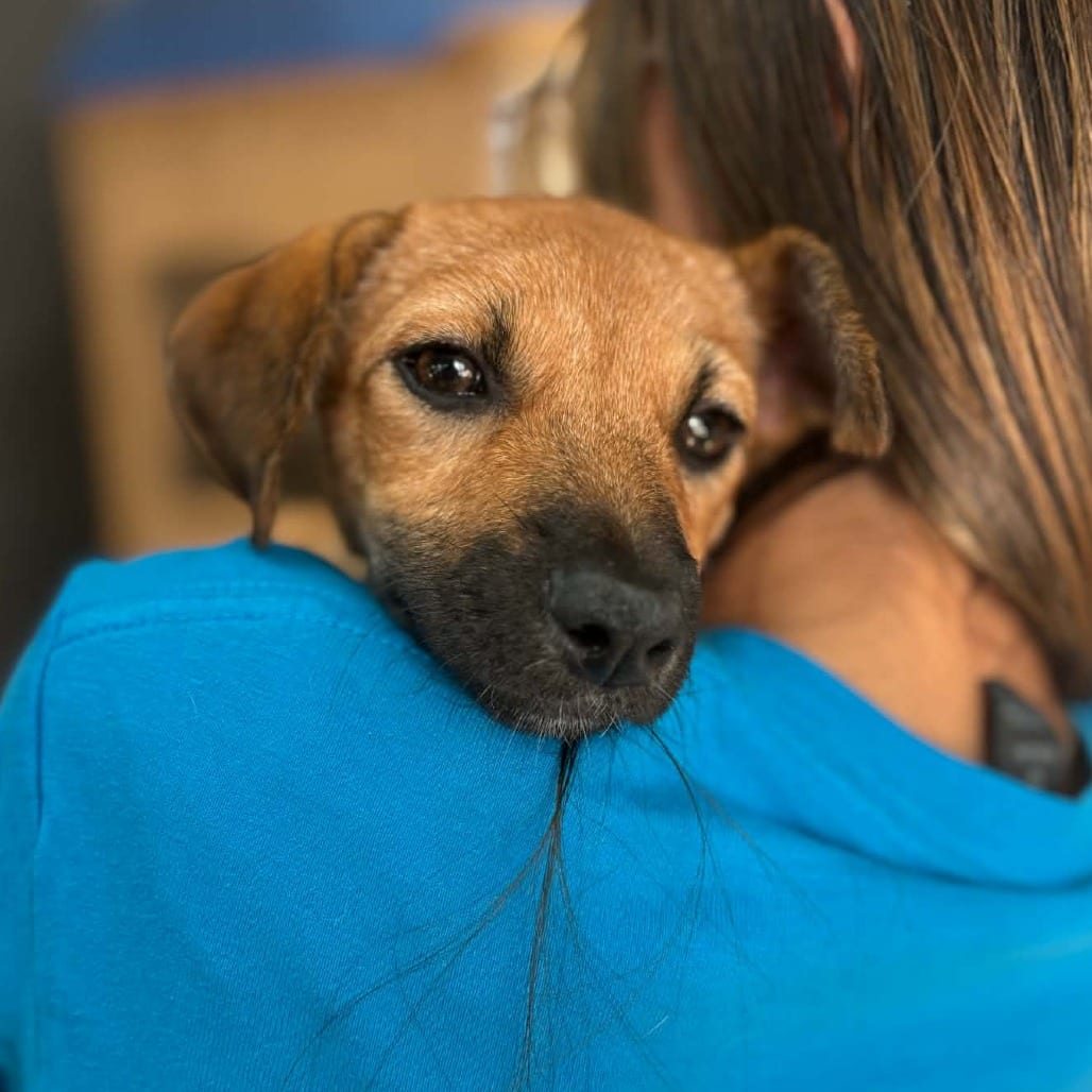 Photo of Dolly - Chino Hills Location, adoptable Terrier / Mix