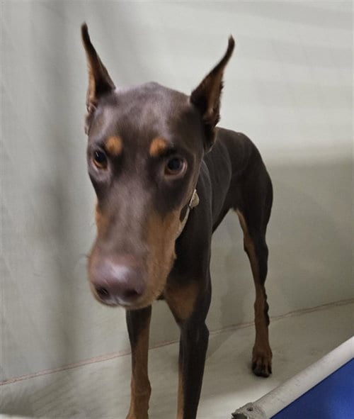Photo of Sheila, adoptable Doberman Pinscher in Bakersfield, California