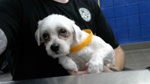 Photo of Goli, adoptable Shih Tzu in Albuquerque, New Mexico