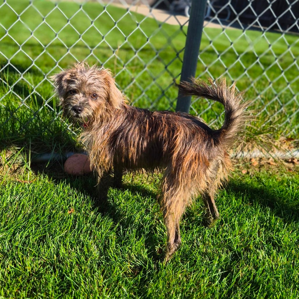 Photo of Lightning, adoptable Schnauzer / Mix in Woodstock, Illinois