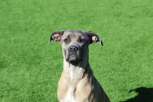 Photo of Gloria, adoptable Mastiff in Grand Prairie, Texas