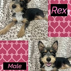 Photo of Rex meet me 10/10, adoptable Yorkie, Yorkshire Terrier in East Hartford, Connecticut