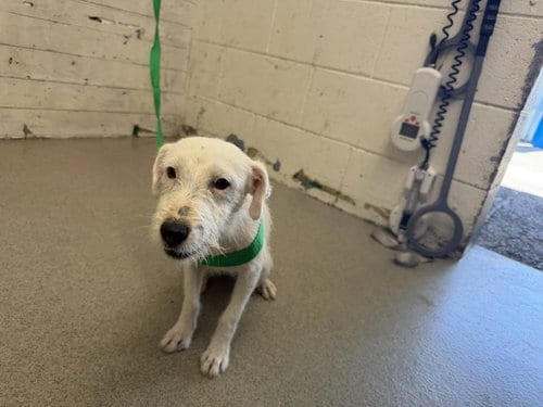 Photo of Jovie, adoptable Jack Russell Terrier (Parson Russell Terrier) in San Bernardino, California