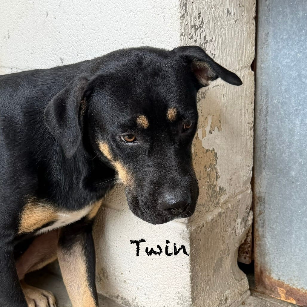 Photo of Twin, adoptable Rottweiler / Mix in Houston, Texas