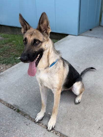 Photo of Adele (NLOL Training), adoptable German Shepherd in New Orleans, Louisiana