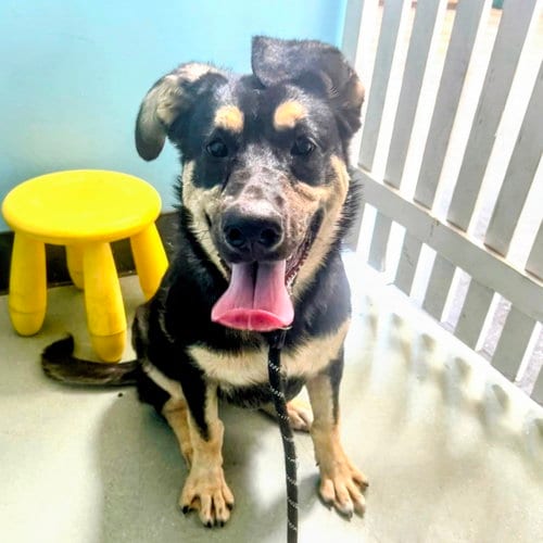 Photo of Willa, adoptable German Shepherd Dog in Oakland, California