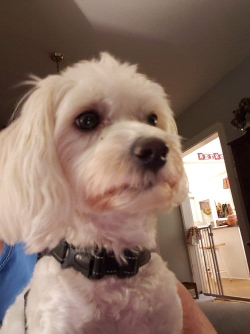 Photo of Adelaide, adoptable Maltese in St. Louis, Missouri