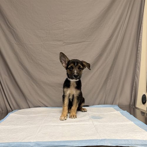 Photo of Bruce, adoptable German Shepherd Dog in Agoura, California