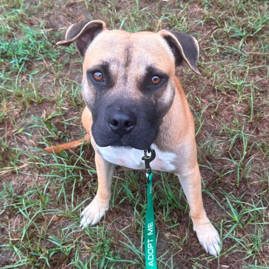 Photo of Max, adoptable Black Mouth Cur / Mix in Marshall, Texas