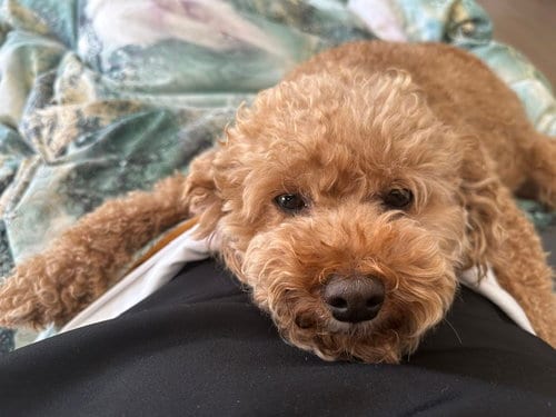 Photo of Buddy & Brownie, adoptable Poodle (Miniature) in Agoura Hills, California
