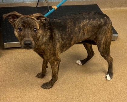 Photo of Barcelona, adoptable dog in Chamblee, Georgia