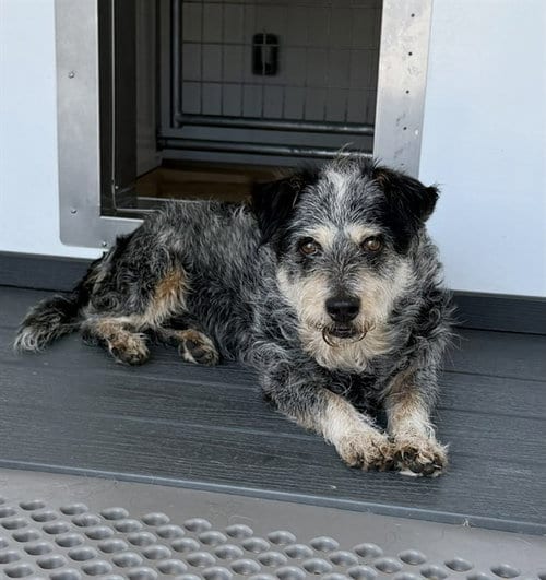 Photo of Barry, adoptable Australian Cattle Dog/Blue Heeler in San Bernardino, California