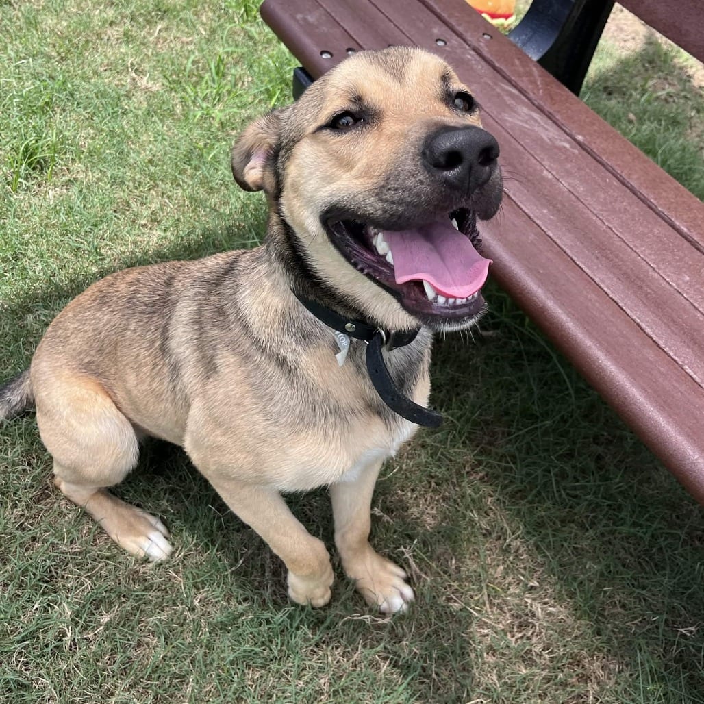 Photo of Ford, adoptable Shepherd / Retriever, Labrador in Houston, Texas