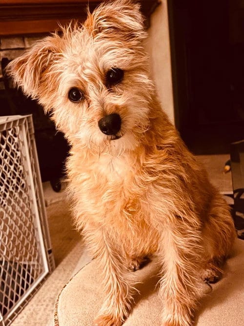 Photo of Nachos Bel Grande, adoptable Terrier in Mission Viejo, California