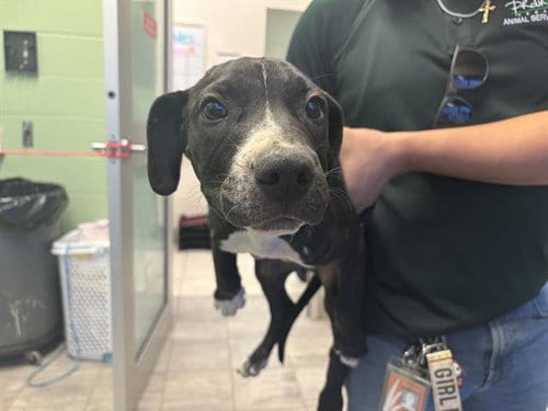 Photo of Scooby, adoptable American Pit Bull Terrier in Grand Prairie, Texas