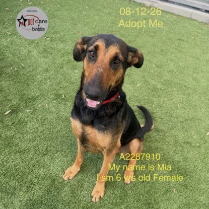 Photo of Mia, adoptable Doberman Pinscher in Los Angeles, California