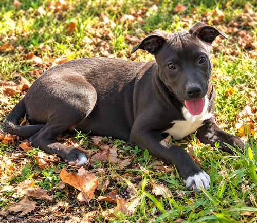 Photo of Willow Creek (f), adoptable Pit Bull Terrier in Nashville, Tennessee