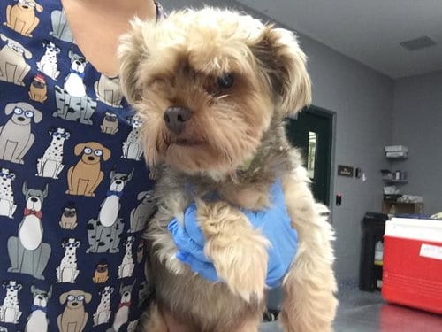 Photo of Tucker, adoptable Yorkshire Terrier Yorkie in Thousand Palms, California