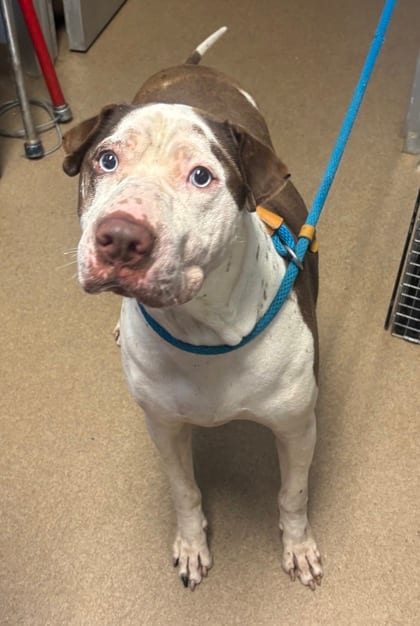 Photo of FrySauce, adoptable dog in Chamblee, Georgia