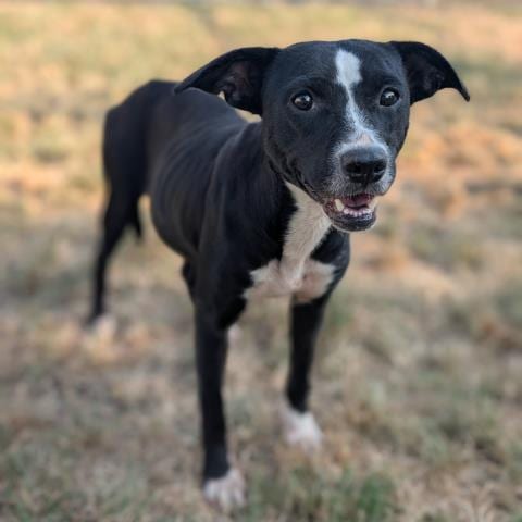 Photo of Billie Jean, adoptable Labrador Retriever in Conroe, Texas