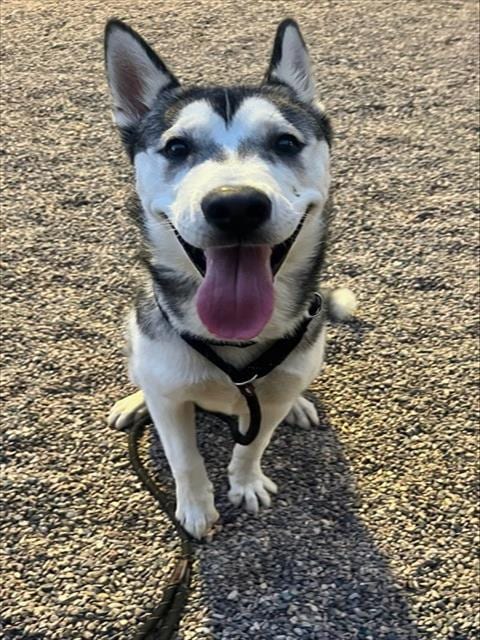 Photo of Jefe, adoptable Siberian Husky in Mesa, Arizona
