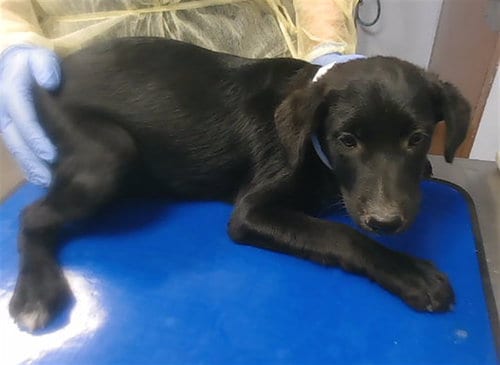 Photo of Stu, adoptable Labrador Retriever in Phoenix, Arizona