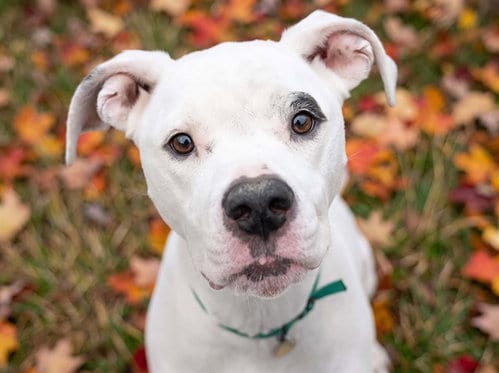 Photo of Blanca, adoptable Dogo Argentino in Denver, Colorado