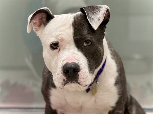 Photo of Greg Autumn, adoptable Pit Bull Terrier in Denver, Colorado