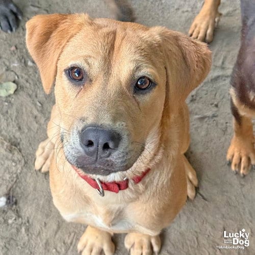 Photo of Tex, adoptable Labrador Retriever in Washington, District of Columbia
