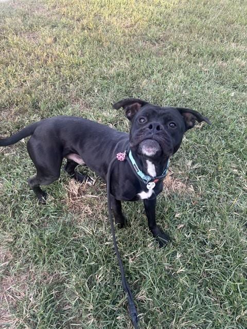 Photo of Montana, adoptable Boxer in Forestville, Maryland