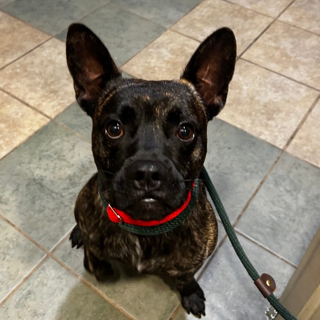 Photo of Groovy Glob, adoptable Mixed Breed (Small) in Chattanooga, Tennessee