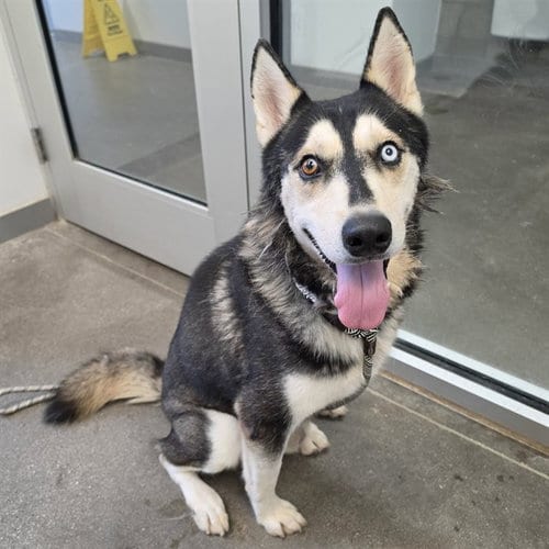 Photo of Max, adoptable Husky in Mesa, Arizona